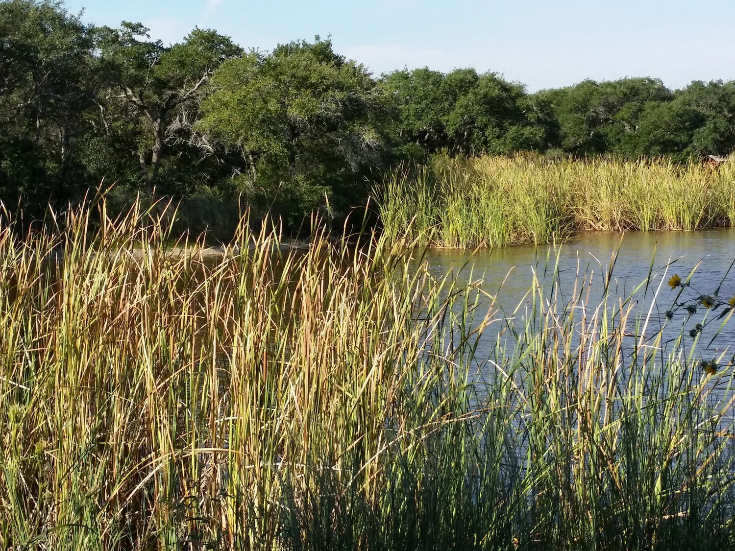 Spanish Woods MeaningKosh