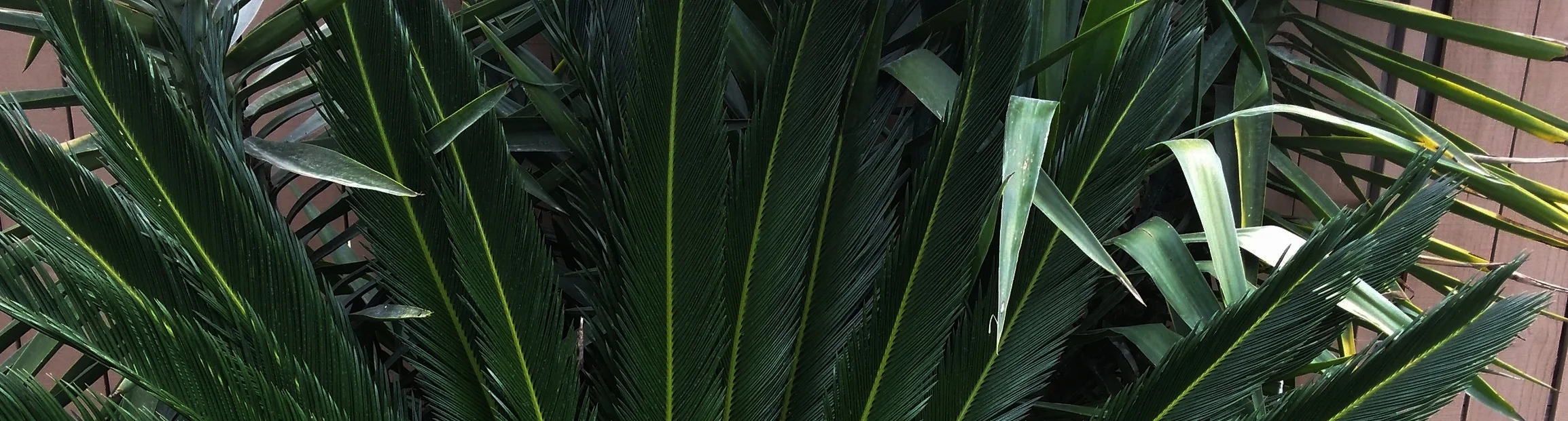 SAGO PALM.jpg