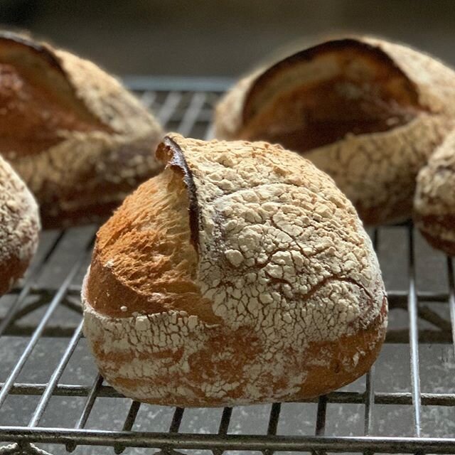 #nothing beats #freshbread straight #outoftheoven These #sourdough #boules are a perfect example.  Thinking maybe a #pickup at the #bakery right after they are #baked would be a #goodidea #freelocaldelivery and #pickup  are still available.  Also, #f