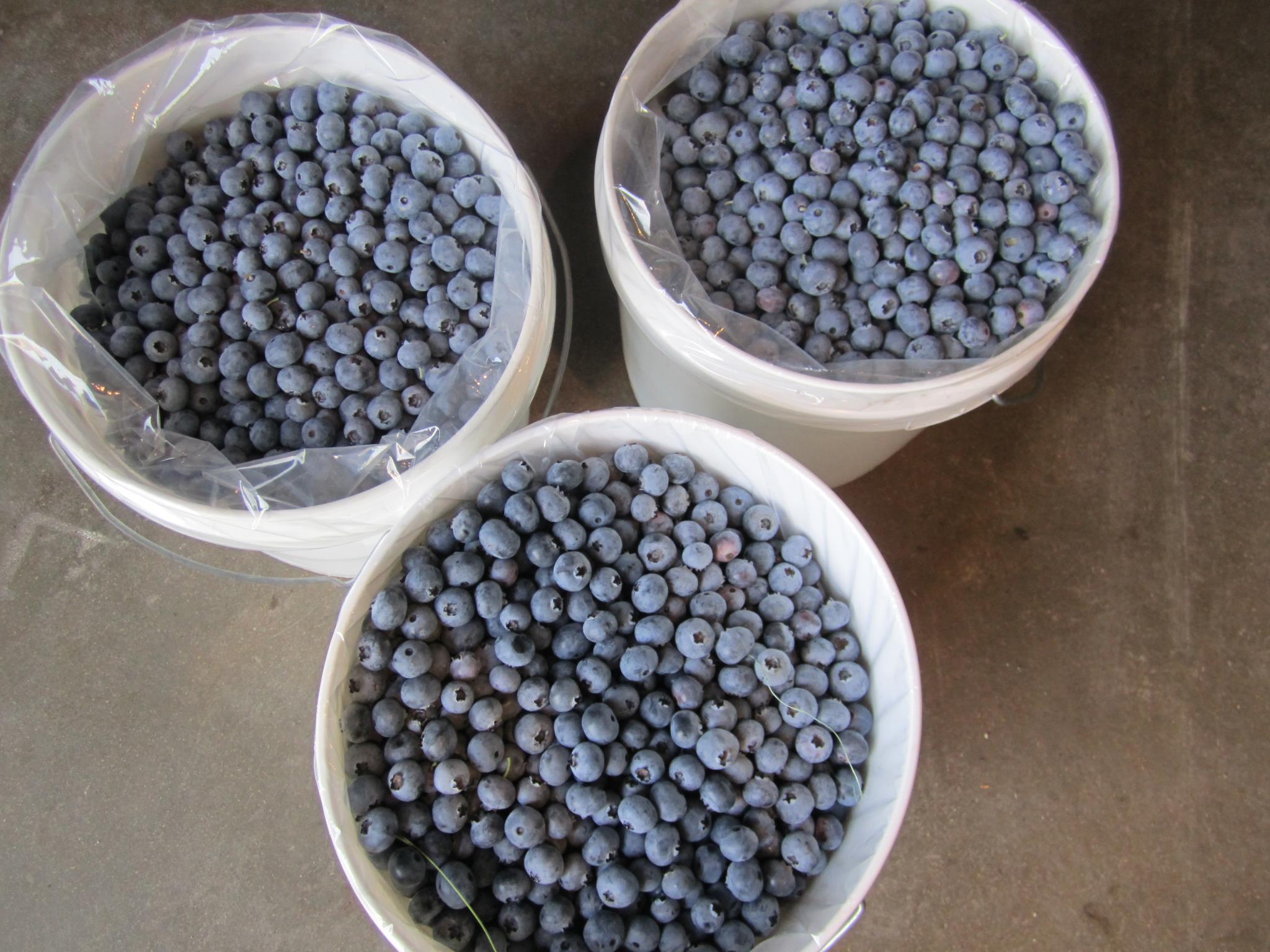 u-pick-blueberries-3.jpg