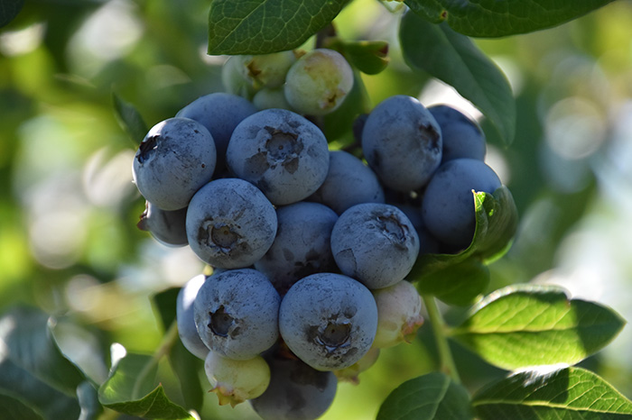 u-pick-blueberries-8.jpg