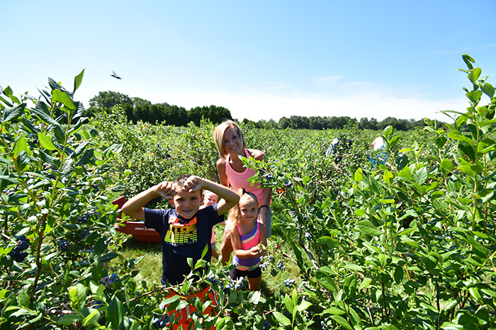 u-pick-blueberries-6.jpg