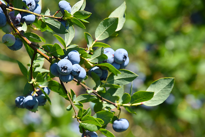 u-pick-blueberries-4.jpg