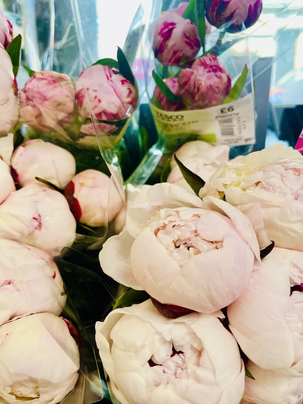 Saw Peonies on day 1 in Bristol