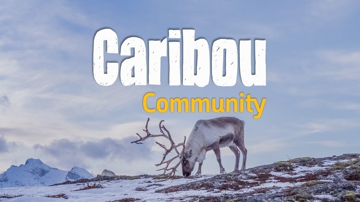 Caribou