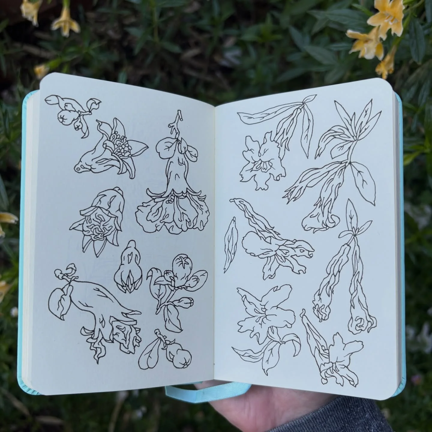 Pomegranate blossoms and Sticky Monkey Flowers