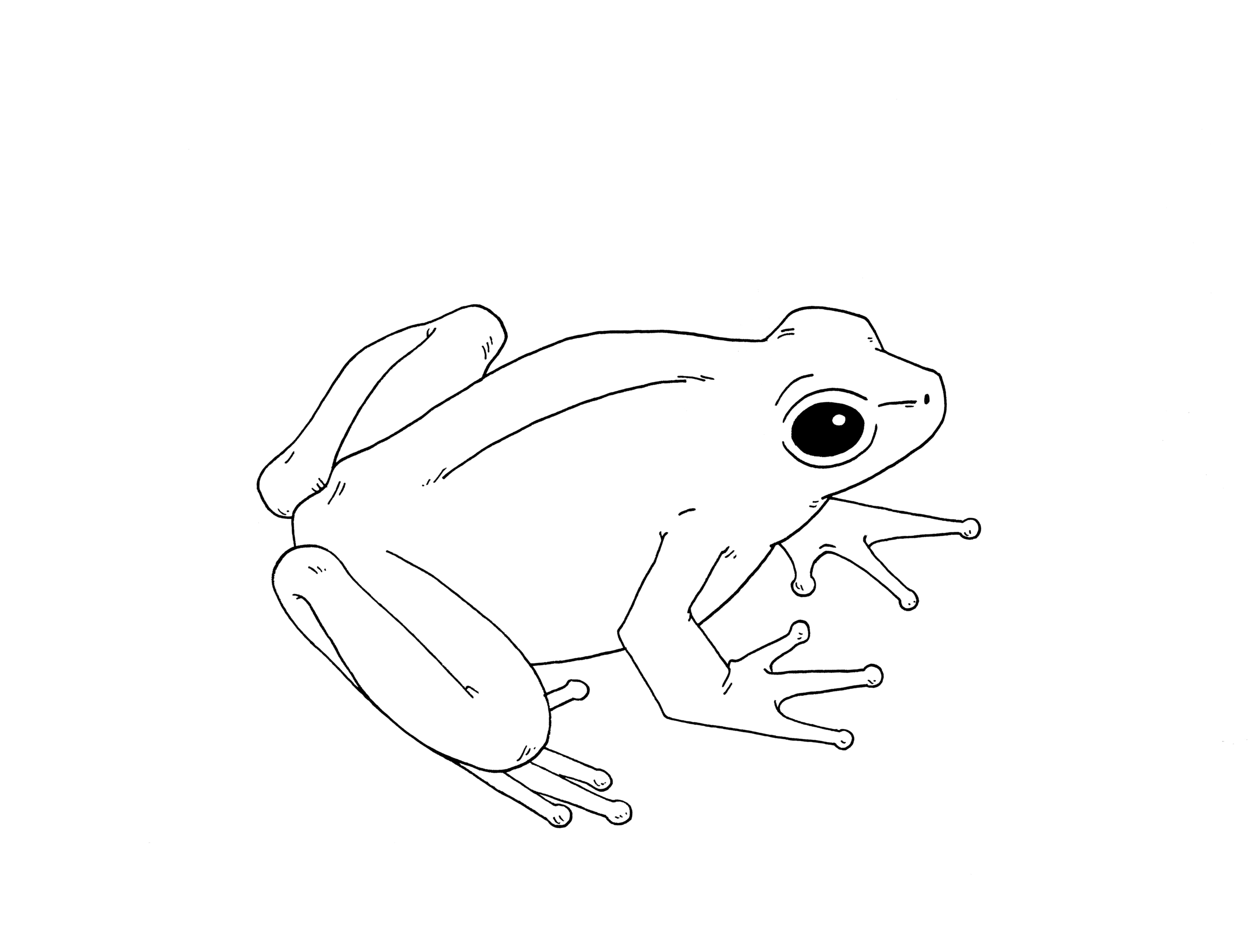 8 Easy Cute Frog Drawing Tutorials for Beginners and Kids-saigonsouth.com.vn