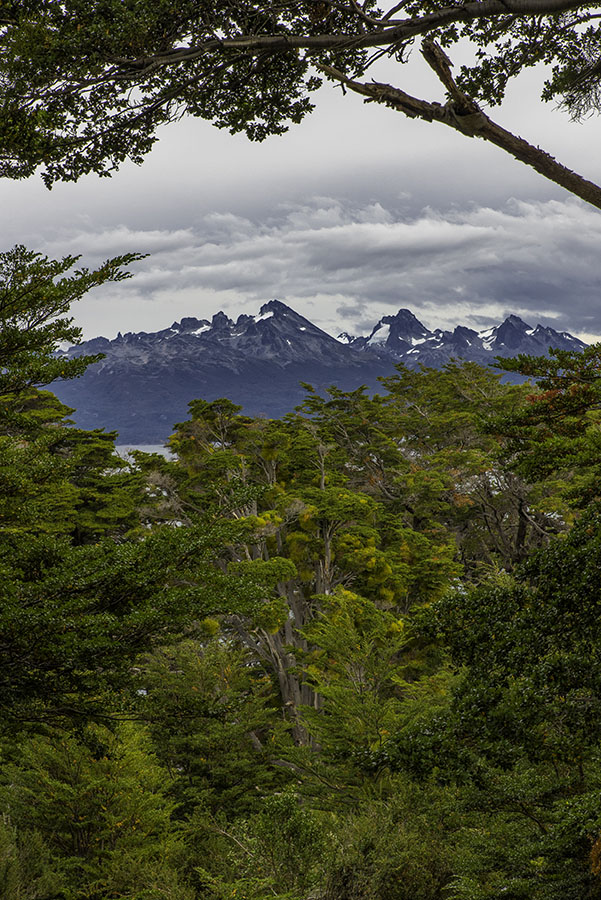 Southern Beech trees and Cabo de Hornos - Ushuaia, Tierra del Fuego, Argentina
