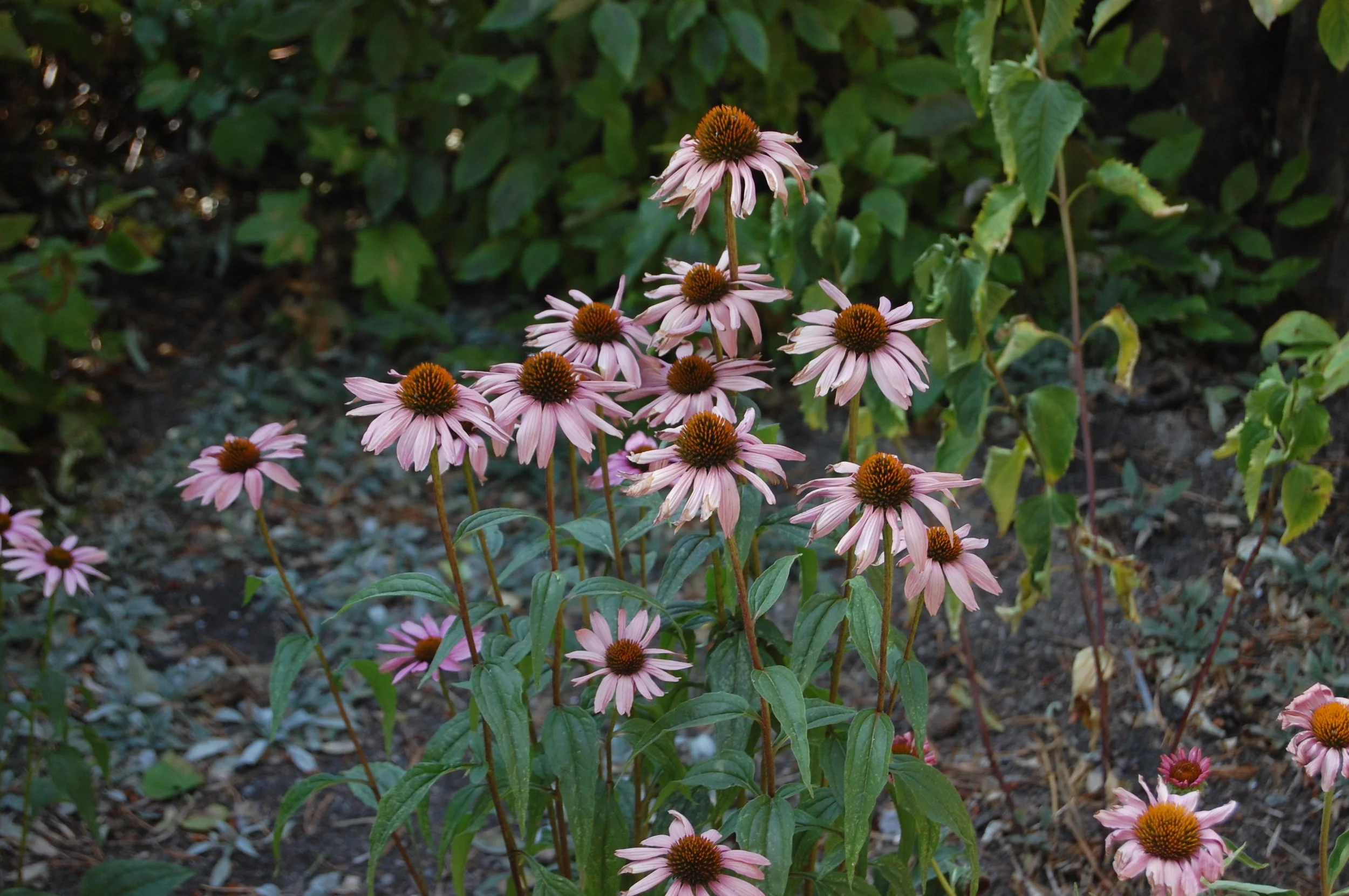 DSC_0026.JPG