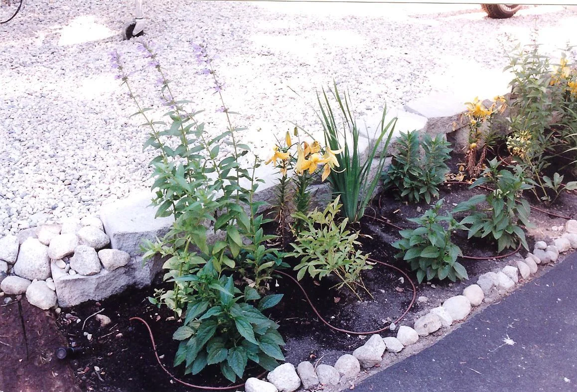 Rose's Perennial Bed.jpg