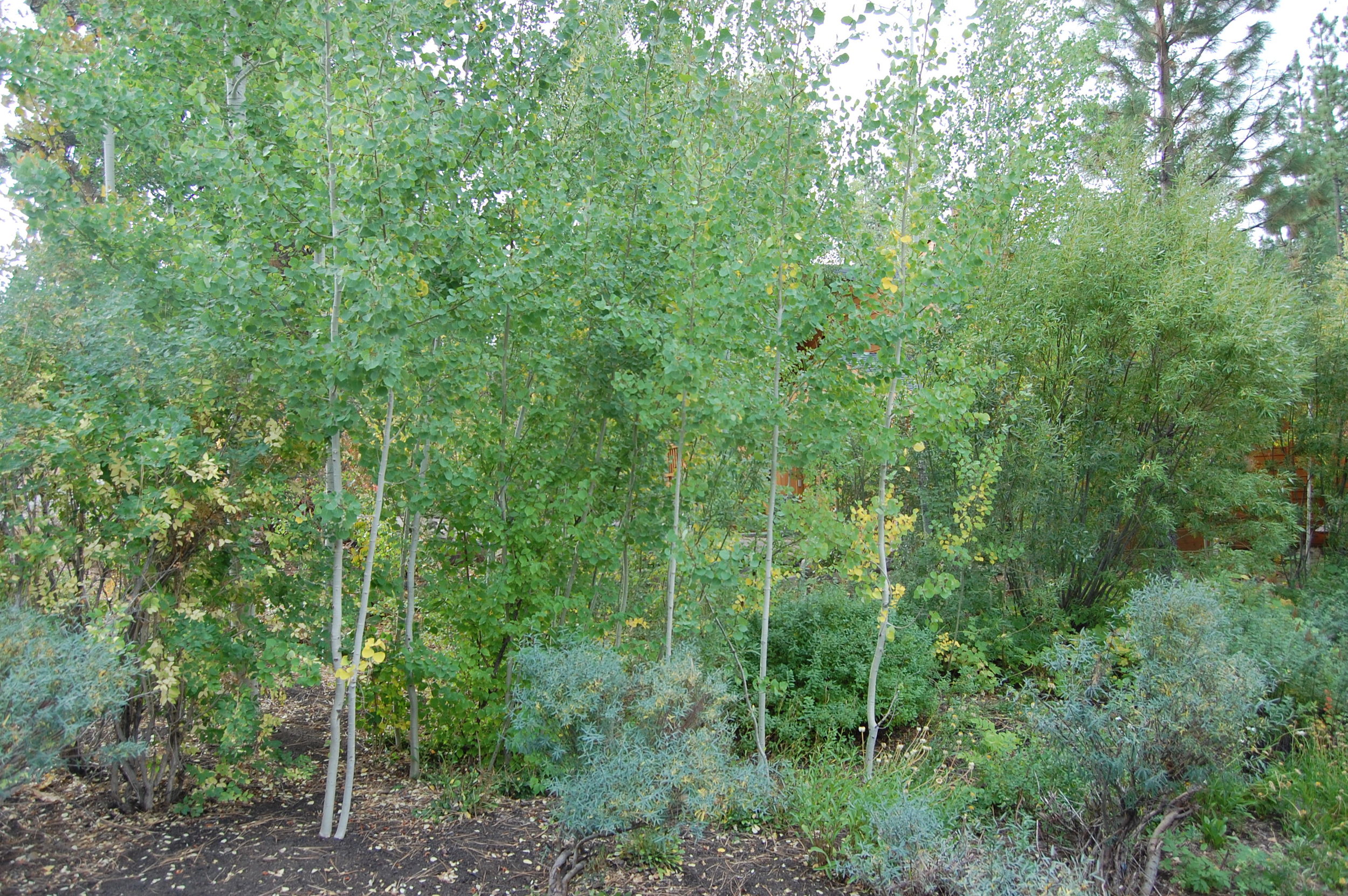 LIVING FENCE