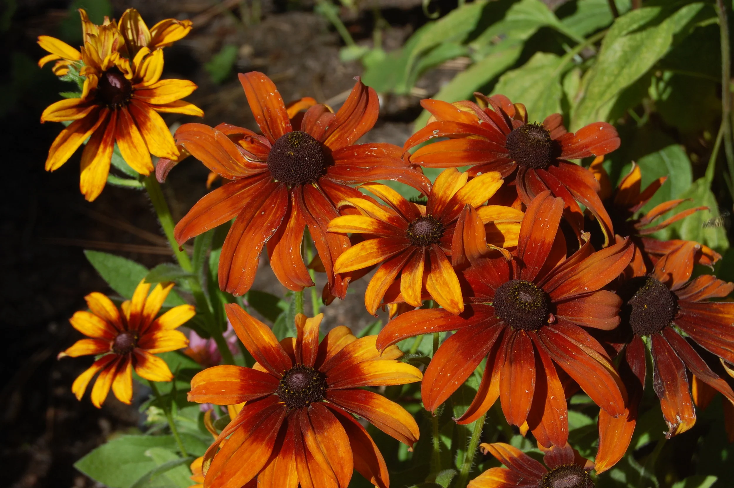 WILDFLOWER GARDENS