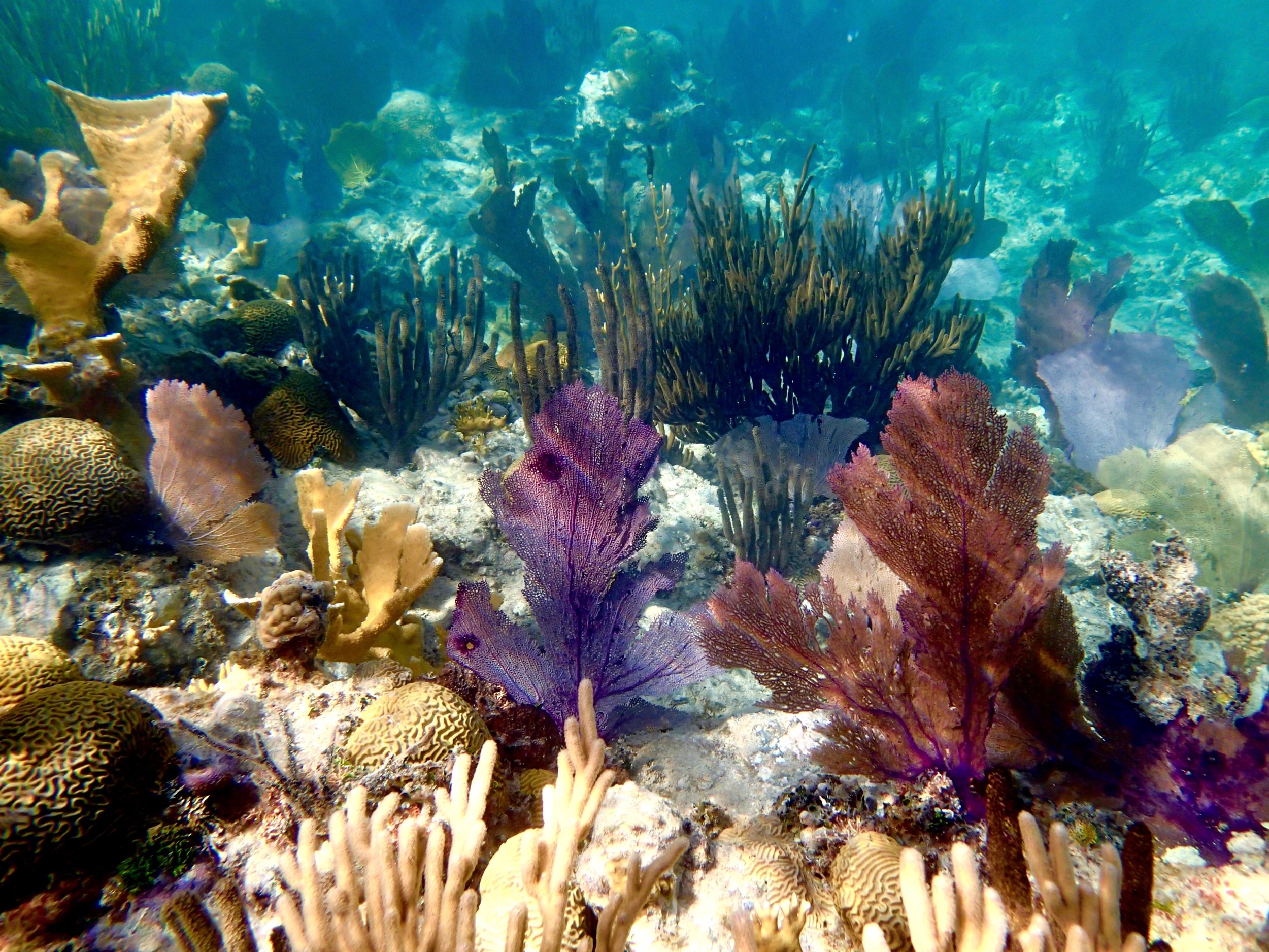 Caribbean snorkeling