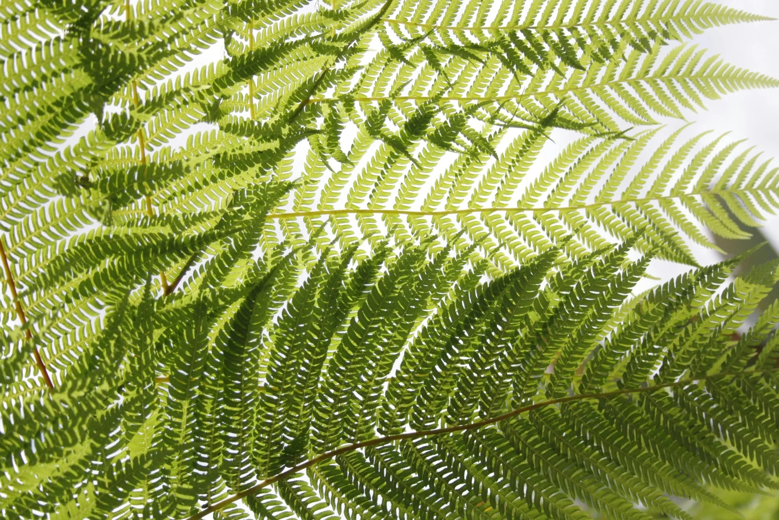 A Contemplative Lenten Retreat - with Susan Phillips