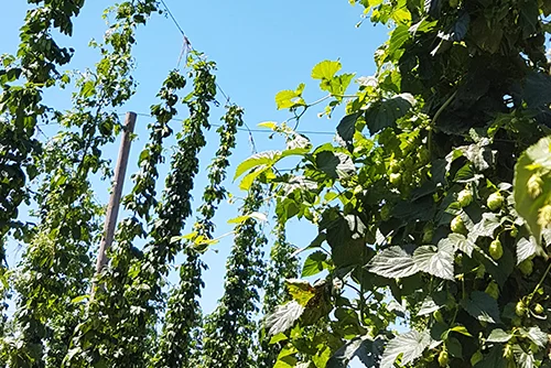 Pathway to Hoppiness