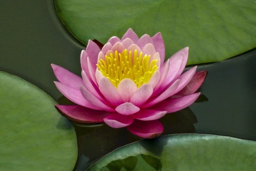 A NEW YEAR’S RESET for BODY, MIND and SPIRIT