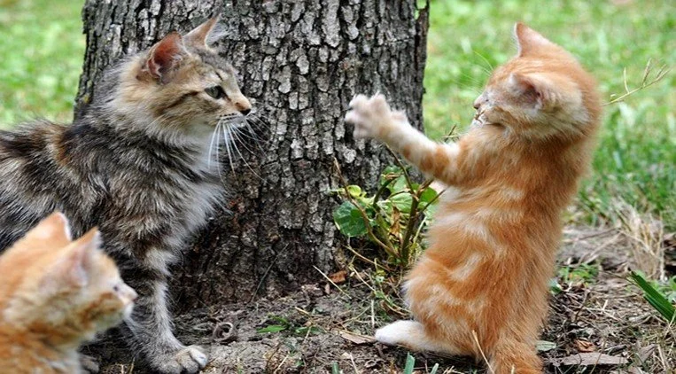 CATS AND THE CENTER