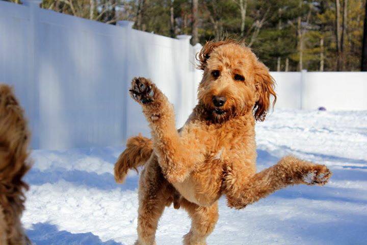 standard poodle in snow.jpg