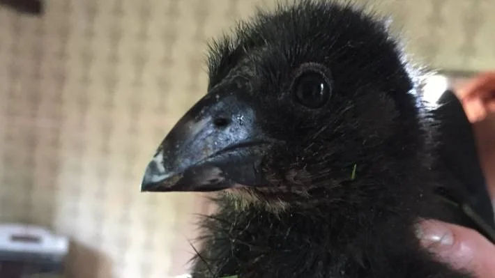 baby Pukeko.jpg