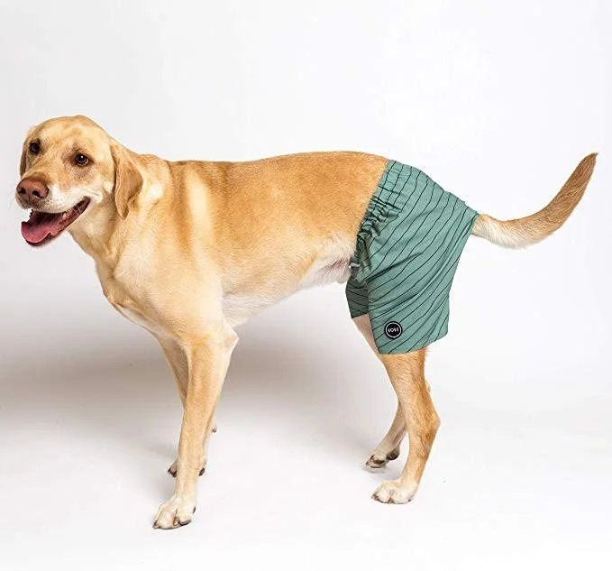 Dog Togs.jpg