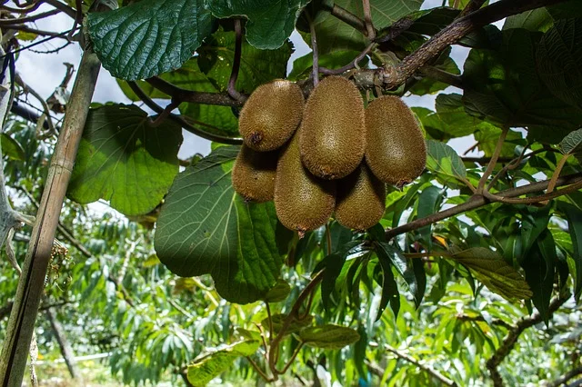 kiwi-2813431_640.jpg