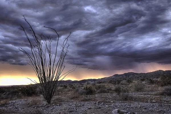 Ocotillo-rain-storm-7-31-12-thumb-600x400-33410.jpeg