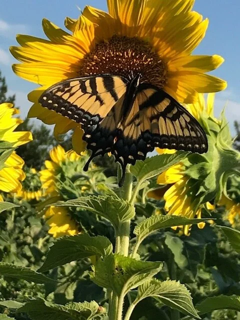 April 2020 Newsletter