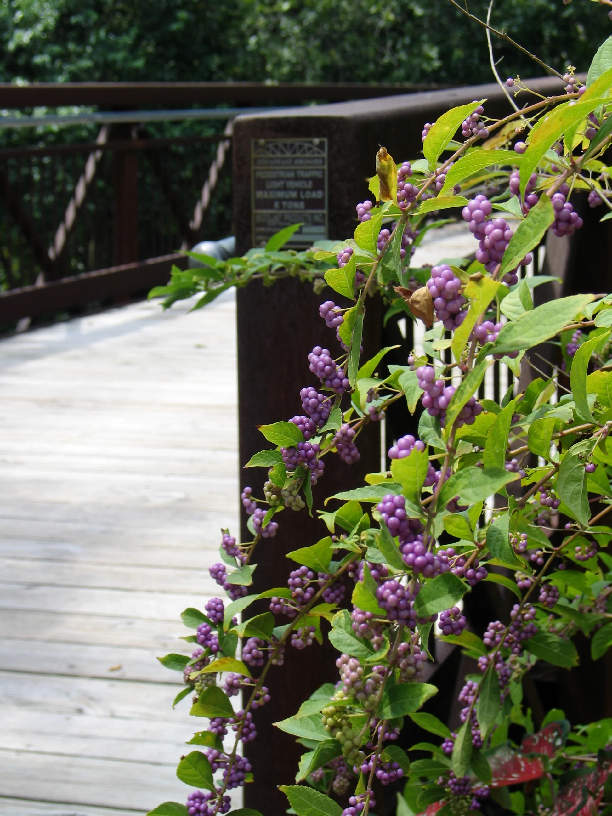 beautyberry bridge.JPG