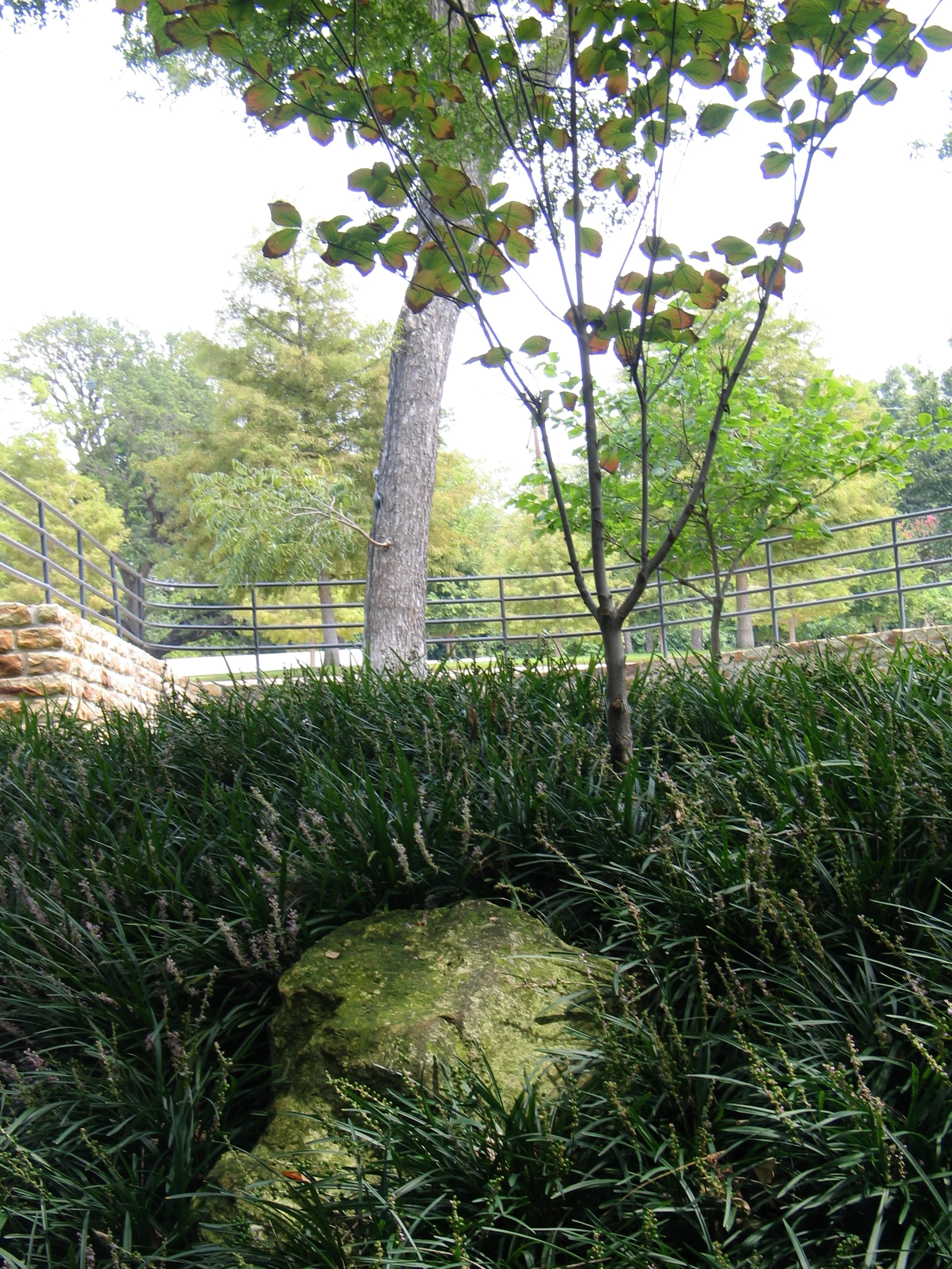 boulder in liriope.JPG