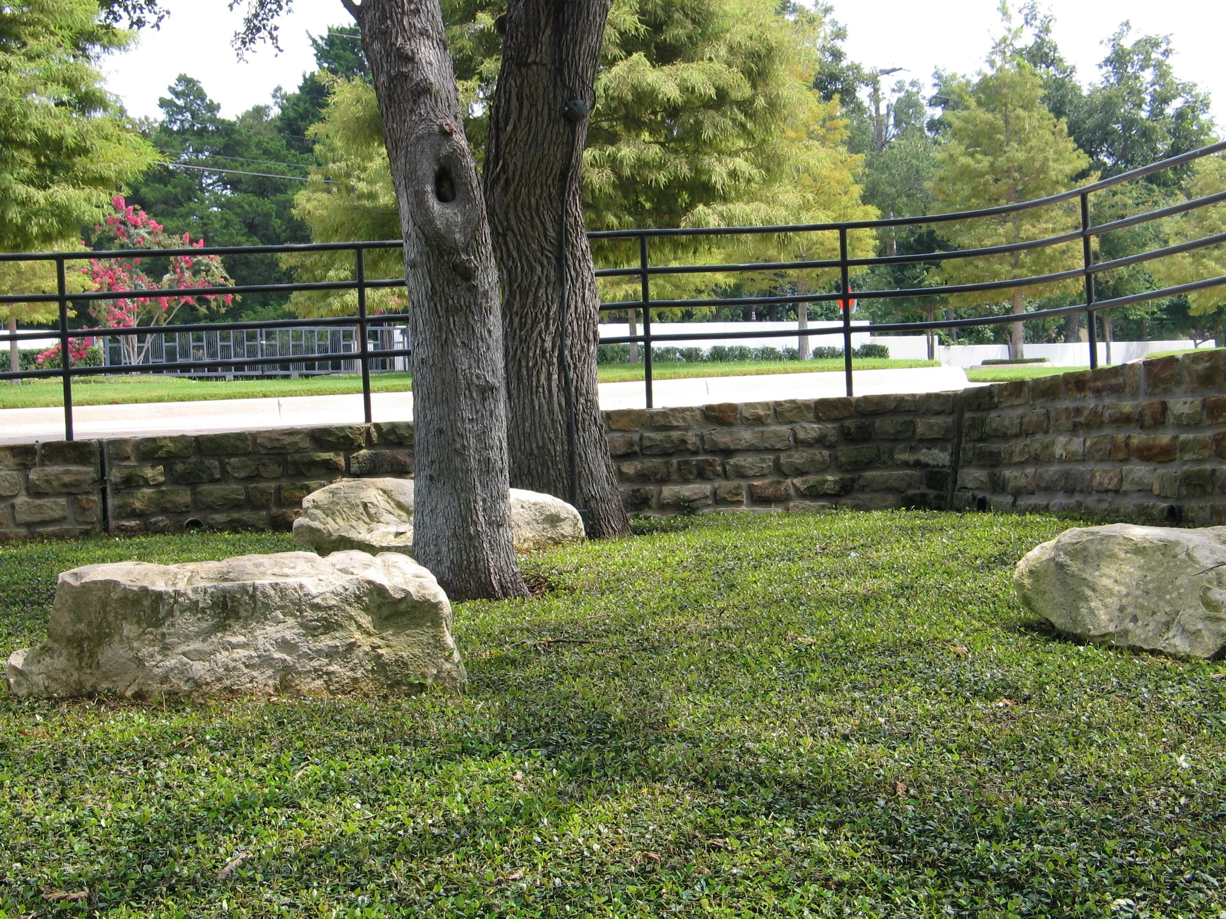 boulders in asian jasmine.JPG