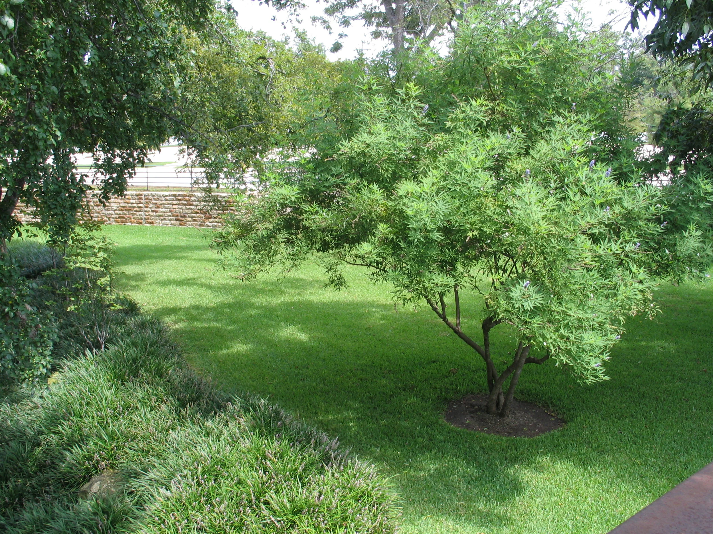 vitex from bridge.JPG