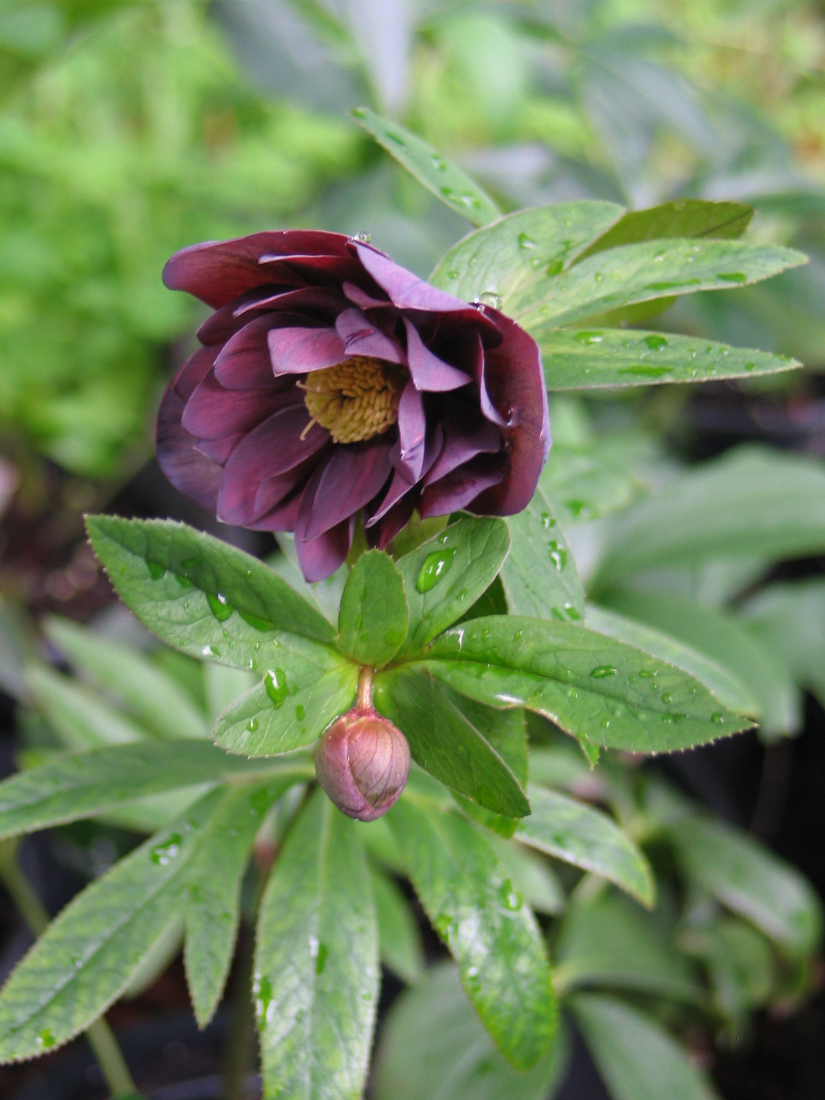 Helleborous 'onyx oddysea' ftf.jpg