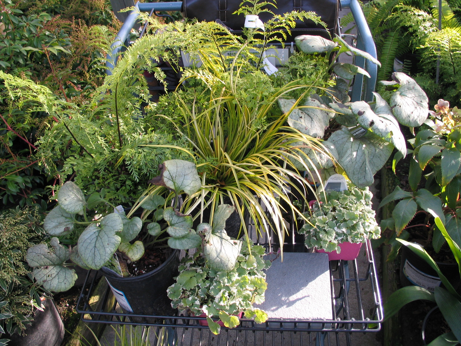 PROCESS small plants fave rear garden.jpg