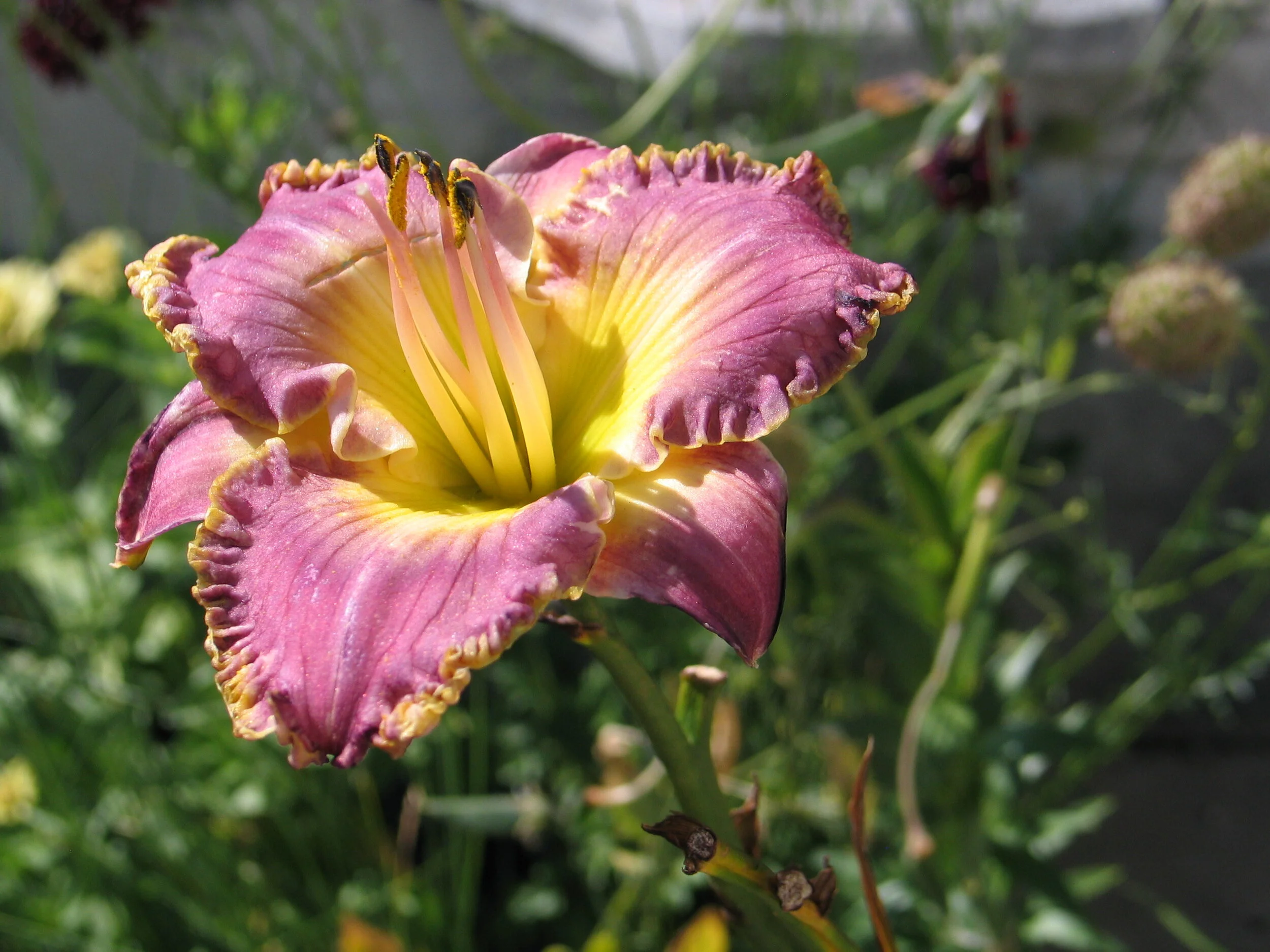 Daylilies in the Mail