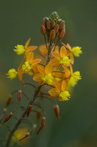 San Gabriel Garden's Preliminary Planting Palettes