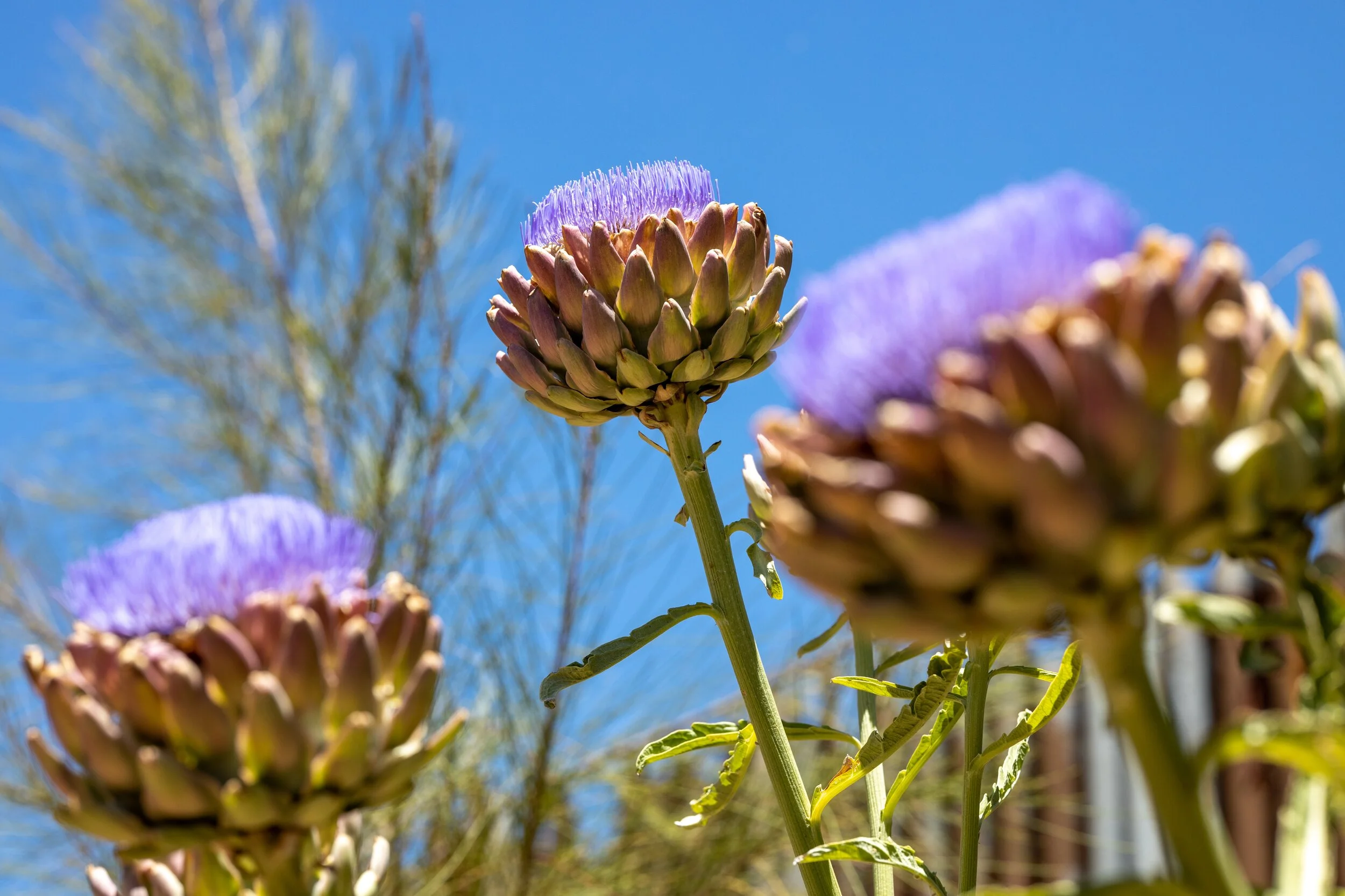 Artichokes' Awkward Phase (so what?!)