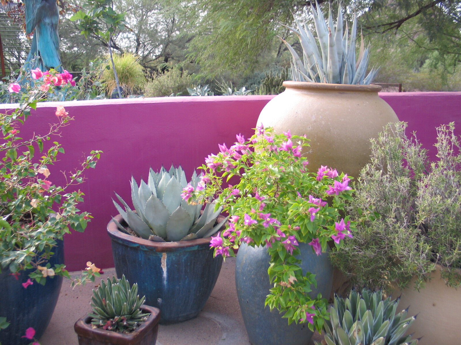 Desert Botanical Garden in Phoenix 