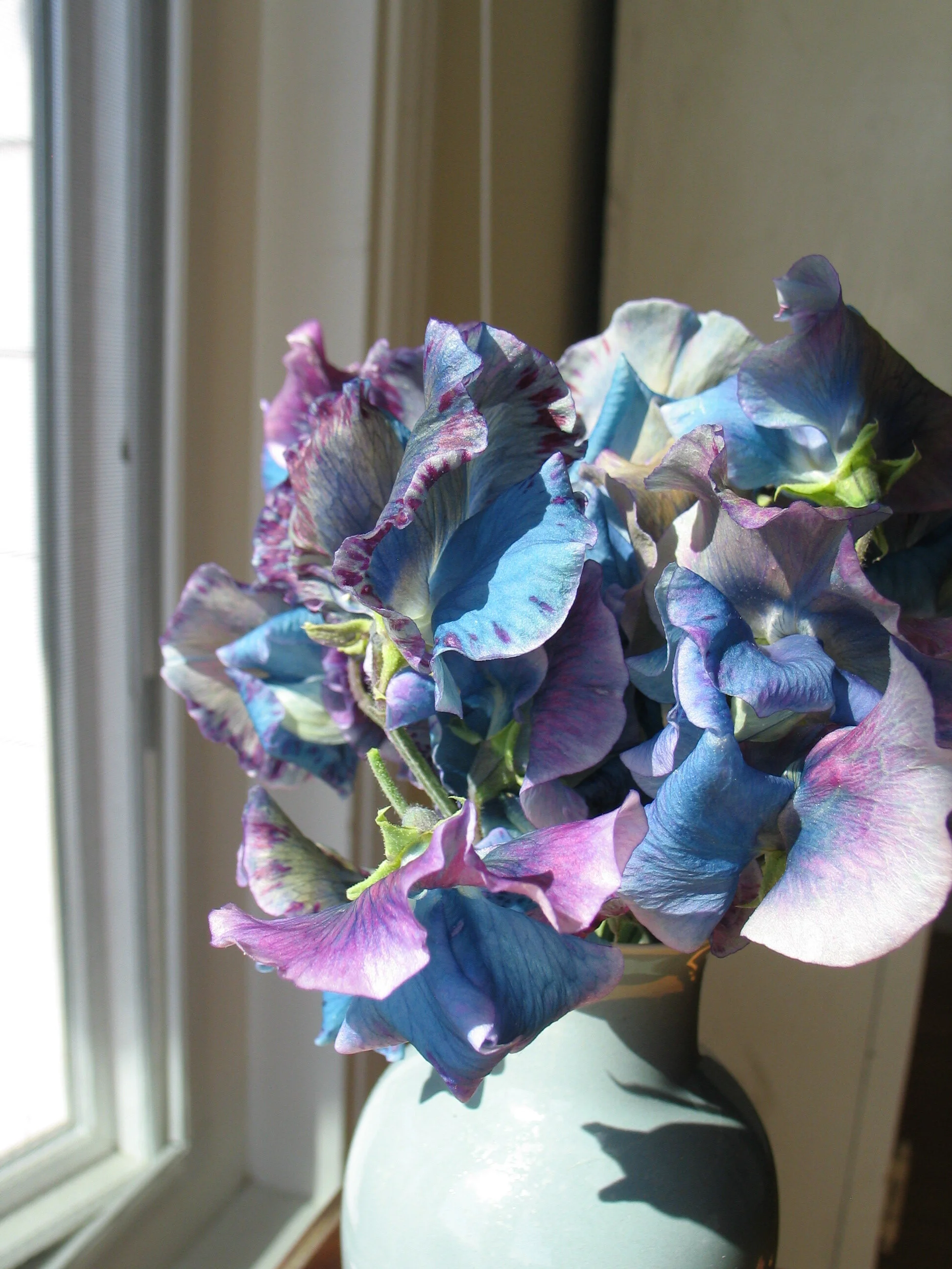 Lathyrus 'Blue Shift'  How cool is that?!