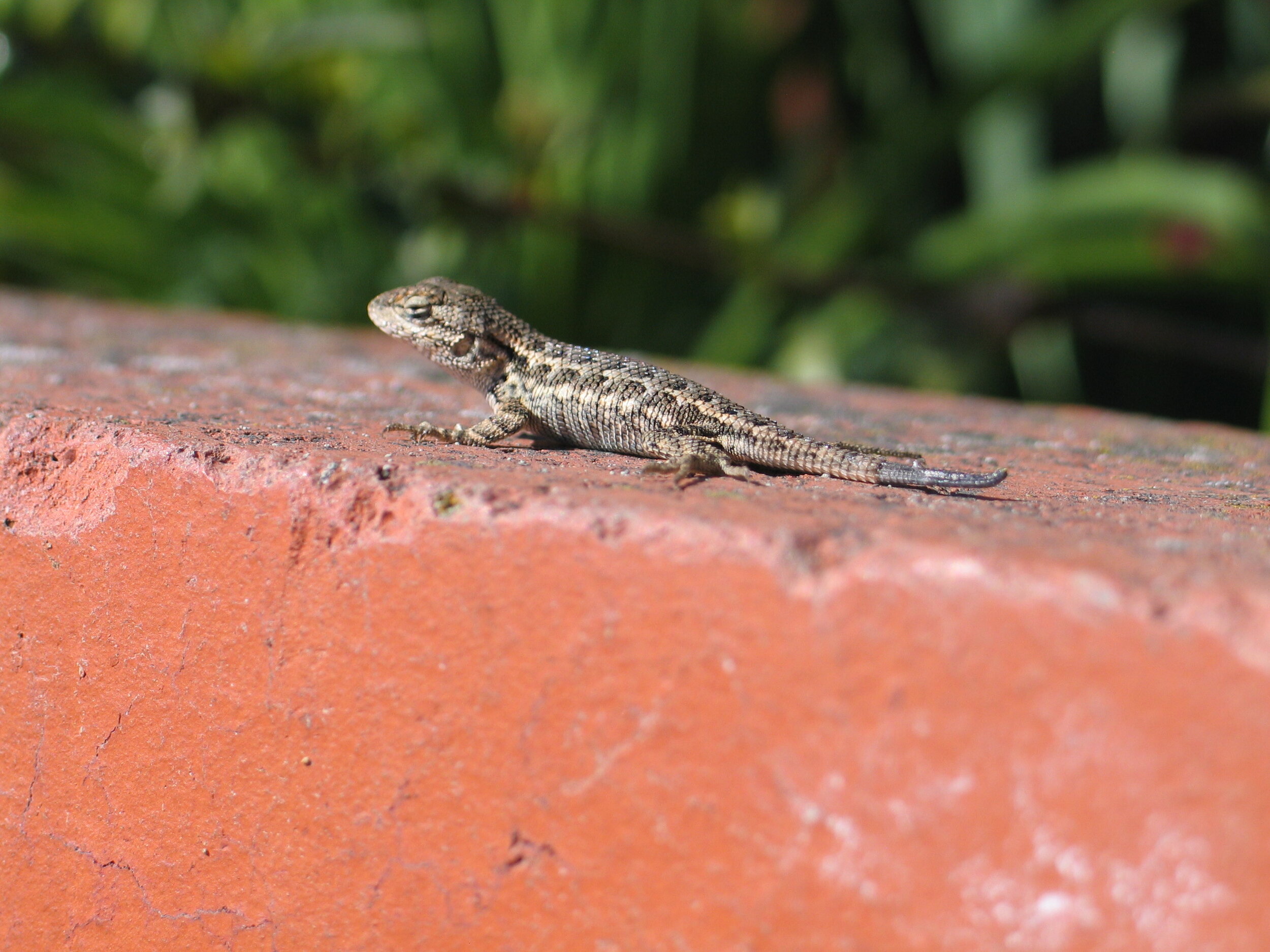 Hello, little companions!