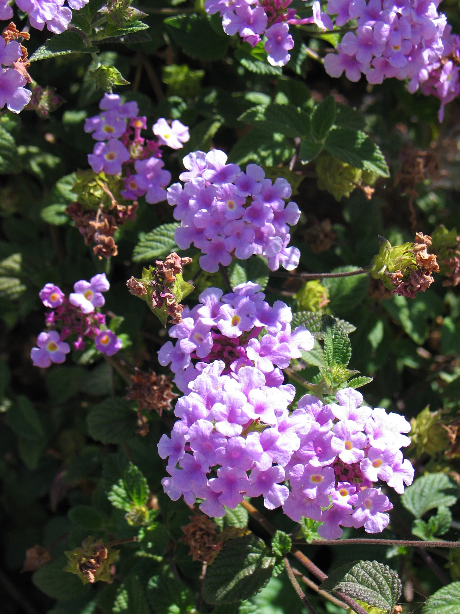 Oh, Lantana, How You Vex Me!