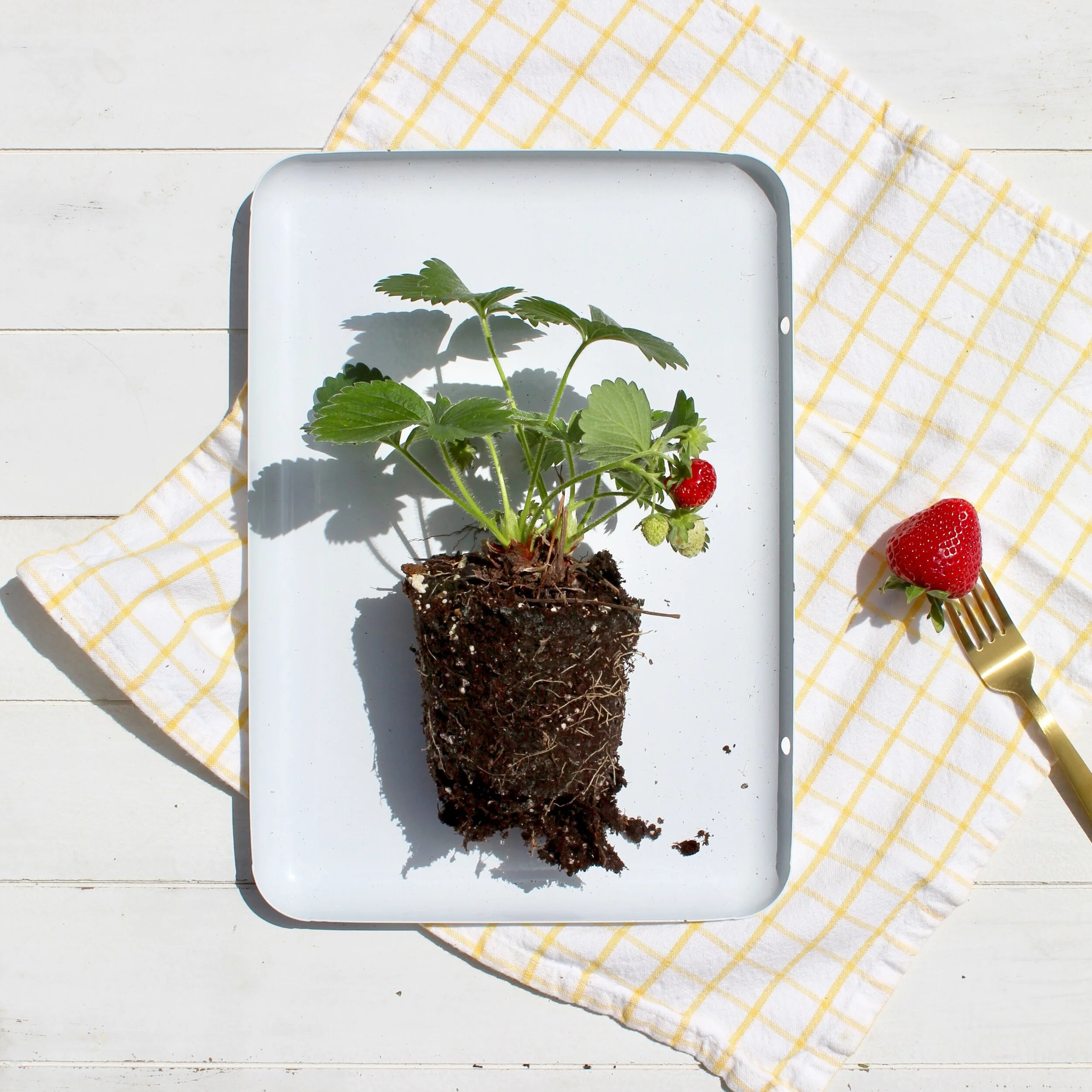 strawberry with fork.JPG