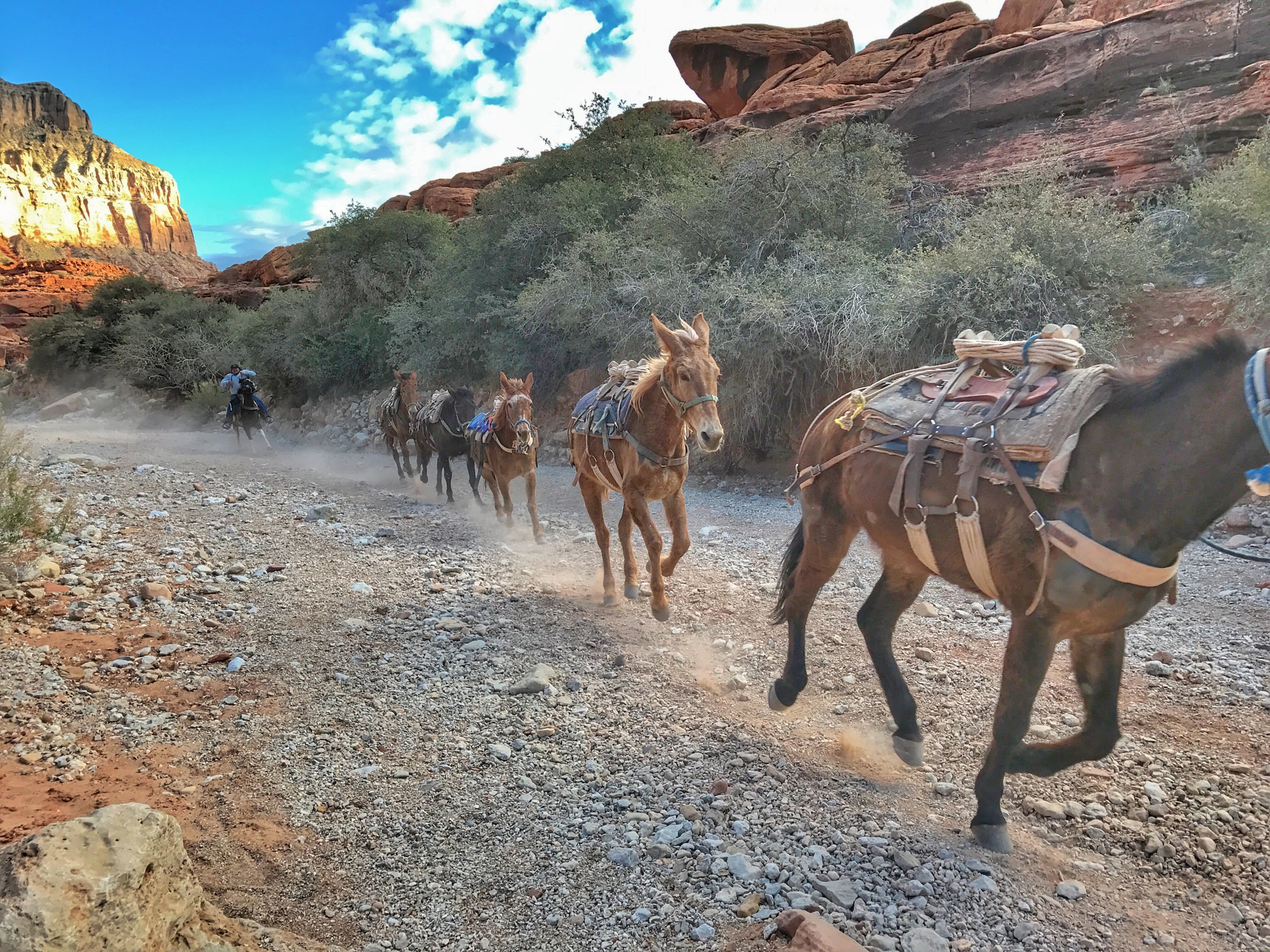 Canyon crowds and hard workers- had to jump off the trail when you heard these guys coming through. 
