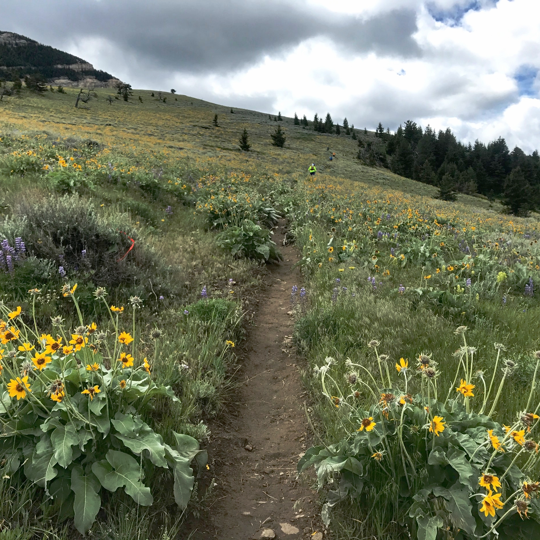 Somewhere between Footbridge and Dry Fork, the clouds parted, the mud wasn't as sloppy, and wildflowers were everywhere. 
