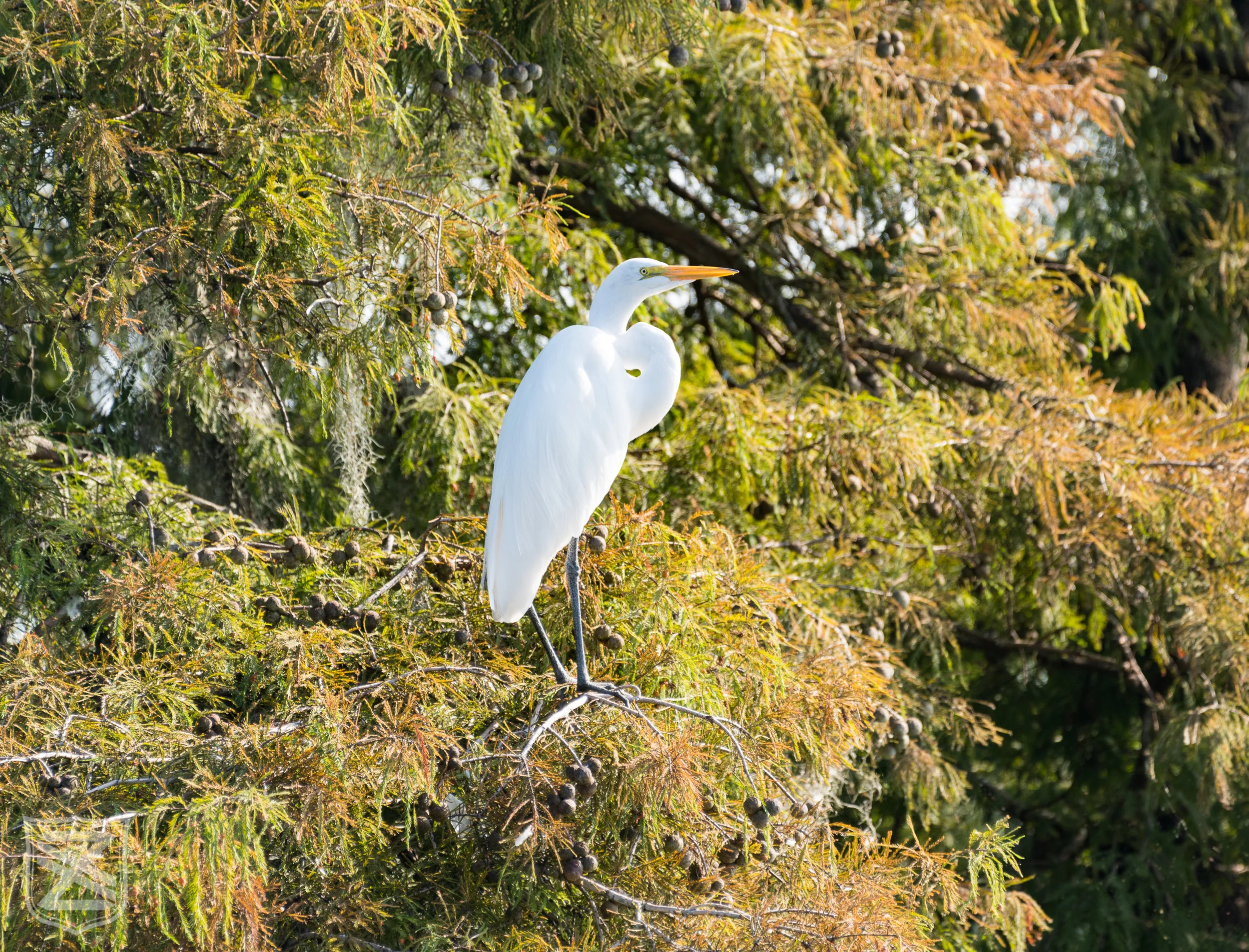 D850 + 200-500mm f5.6E @ 500mm, f5.6, ISO 64, 1/160" (cropped from original)