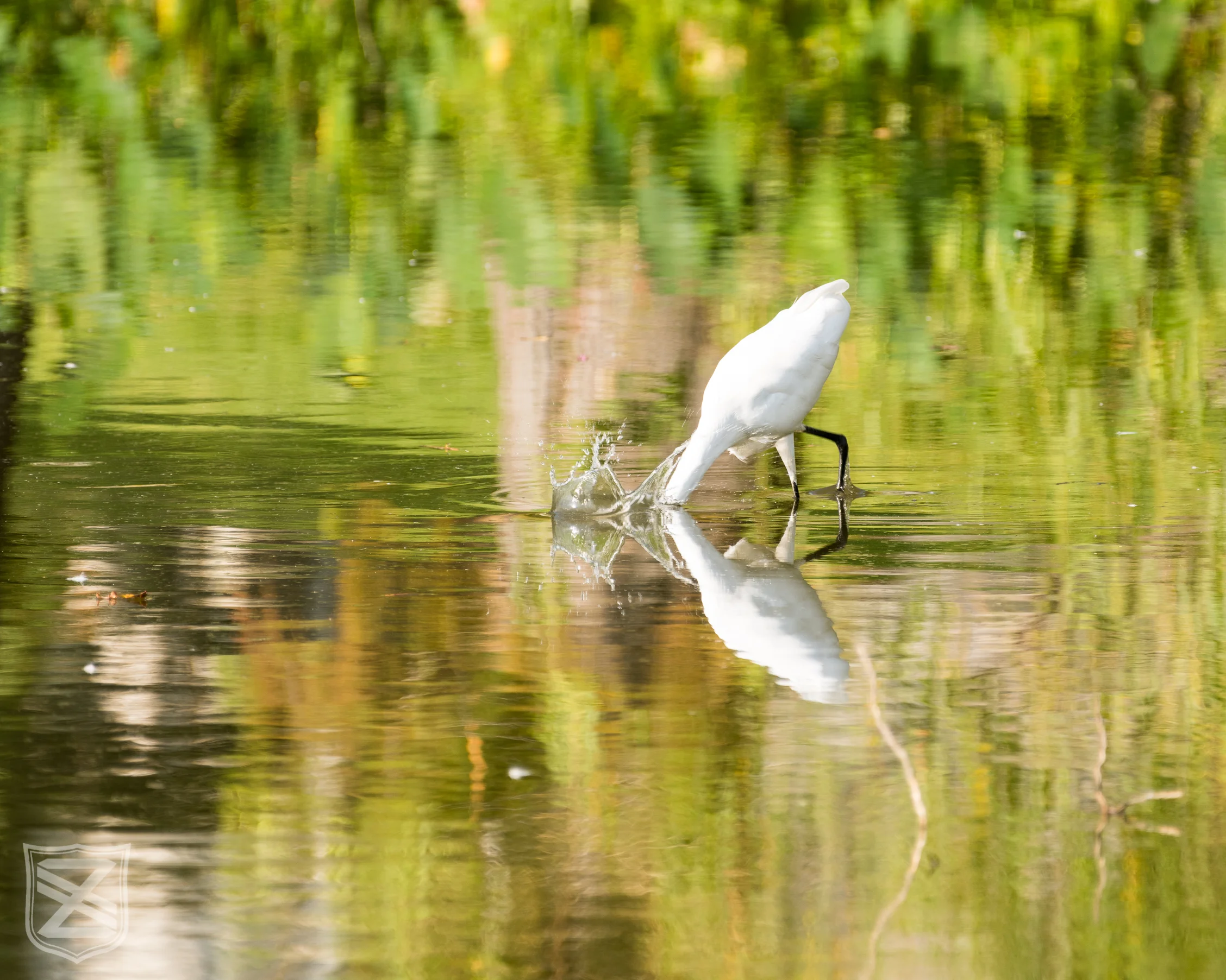 D850 + 200-500mm f5.6E @ 500mm, f5.6, ISO 64, 1/160" (cropped from original)