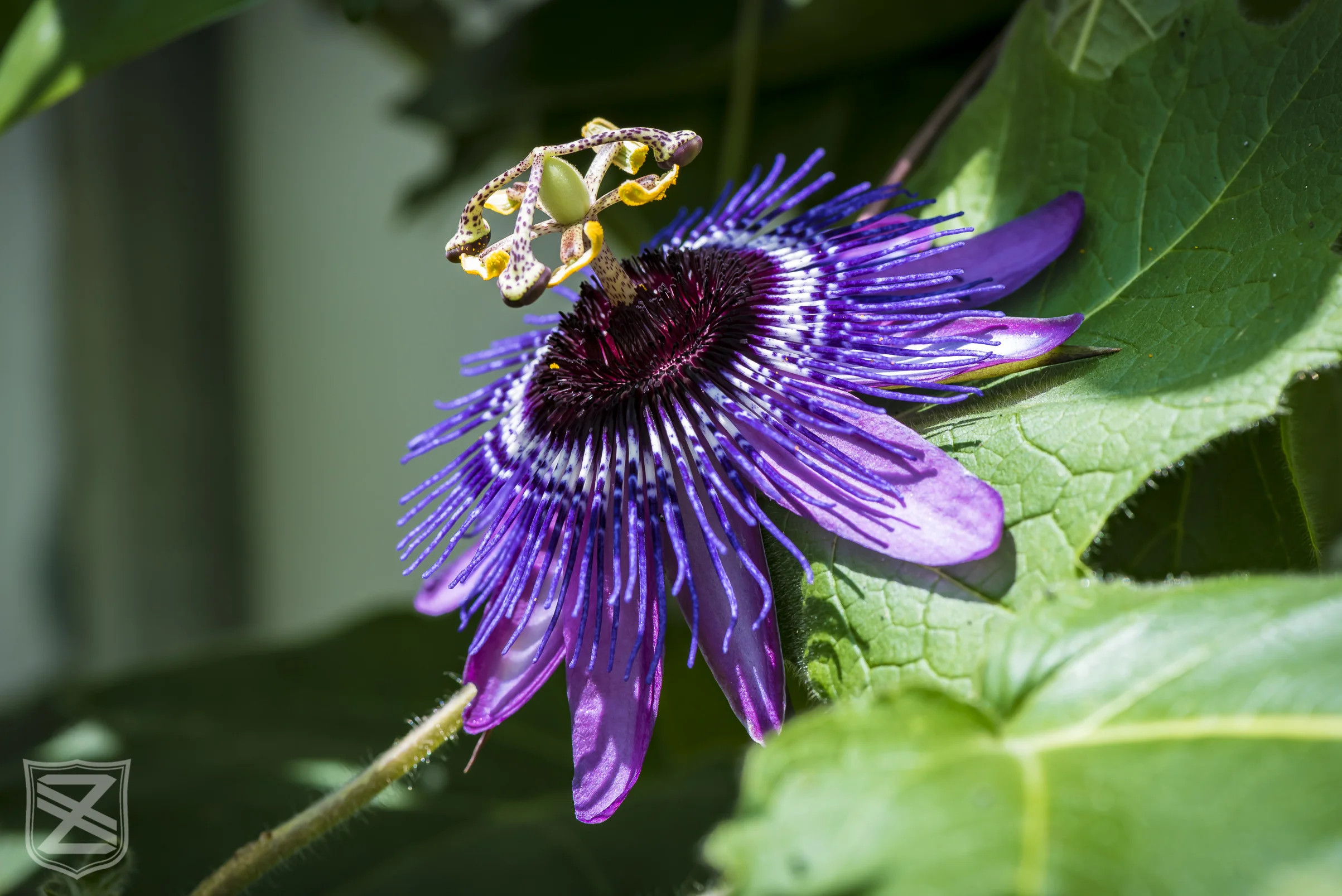 Portfolio-59.jpg
