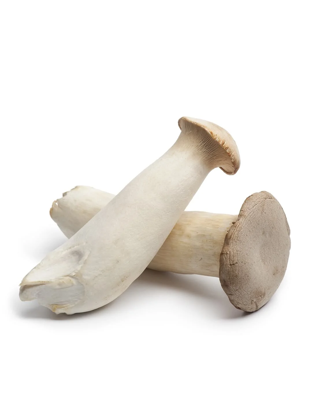 cultivated-mushroom-king-oyster.jpg