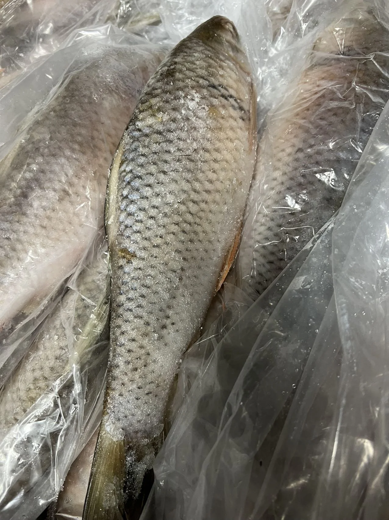FROZEN SILVER CARP 發財鲮鱼 $8.99/EA(條)