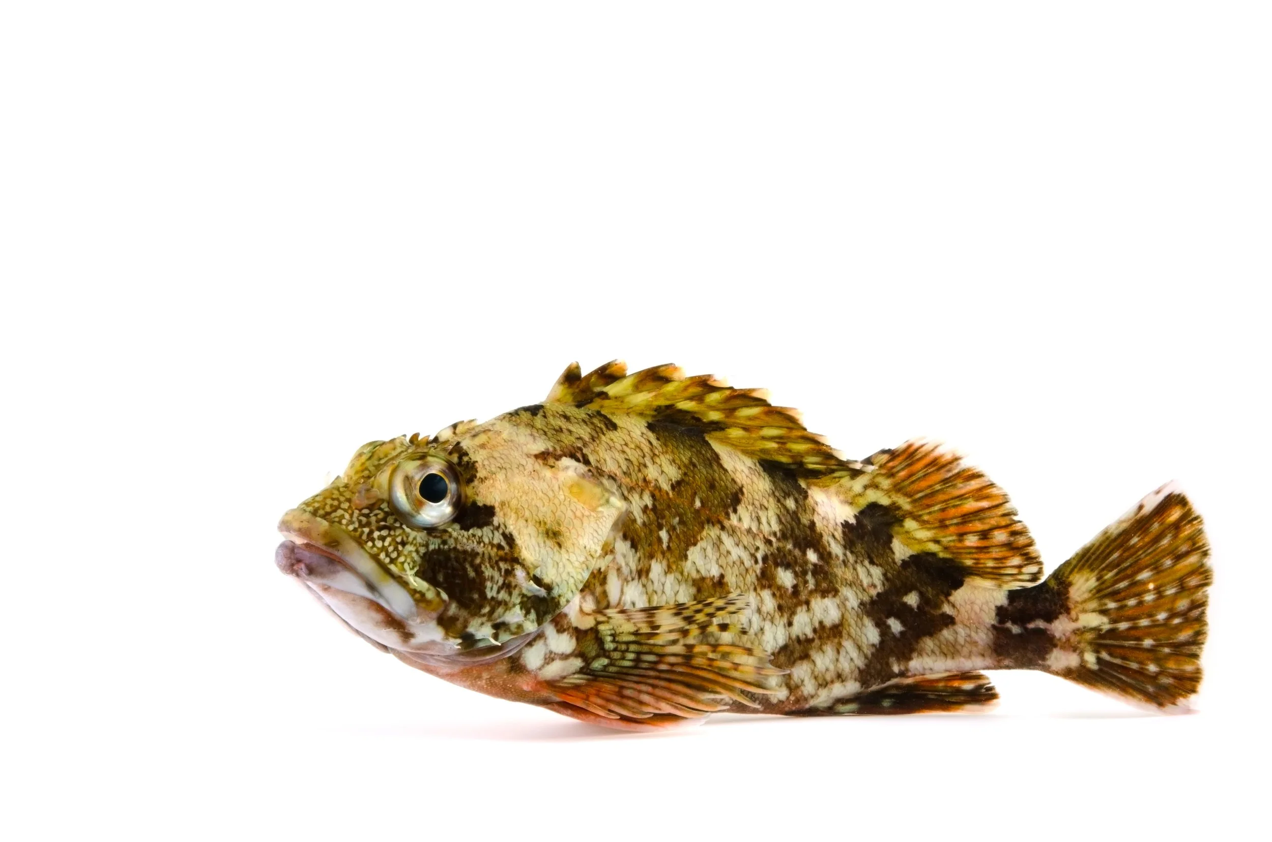 iStock-497566759.jpg