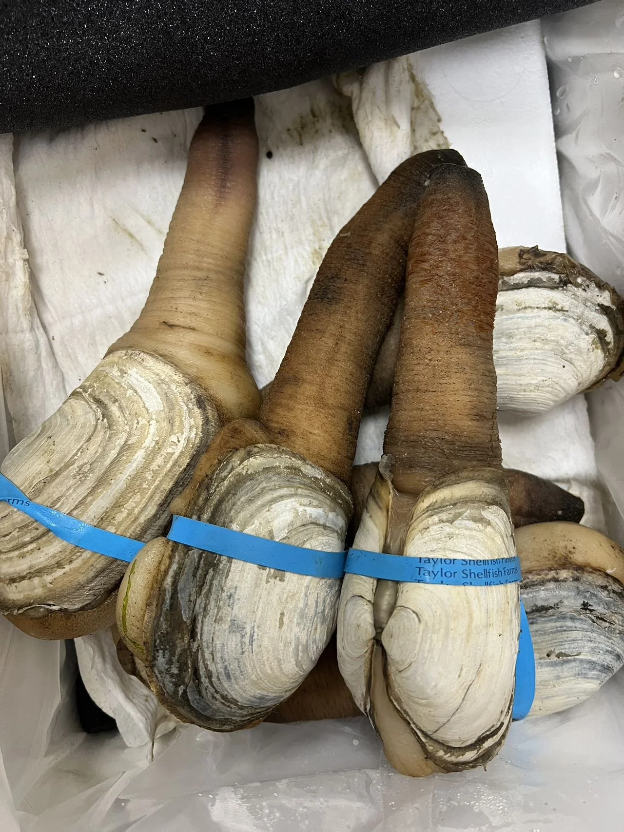 WeChat Image_20240524112153.jpg